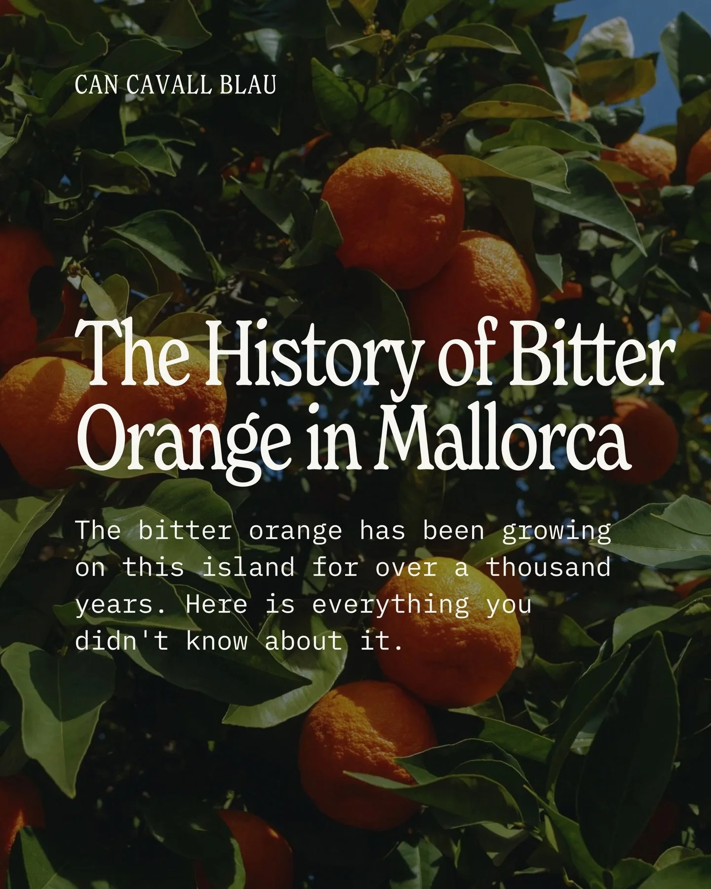 Everything you didn&rsquo;t know about the bitter orange and the story of how it became Amarg&eacute;ro 🍊

#cancavallblau #homeofamargero #amargero #aperitif #mallorca