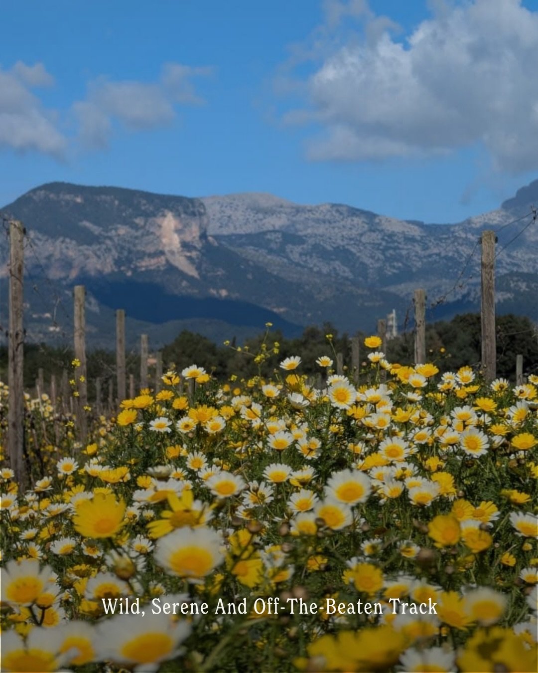 Tu ventana a la Mallorca rural: edici&oacute;n de marzo 🌸
