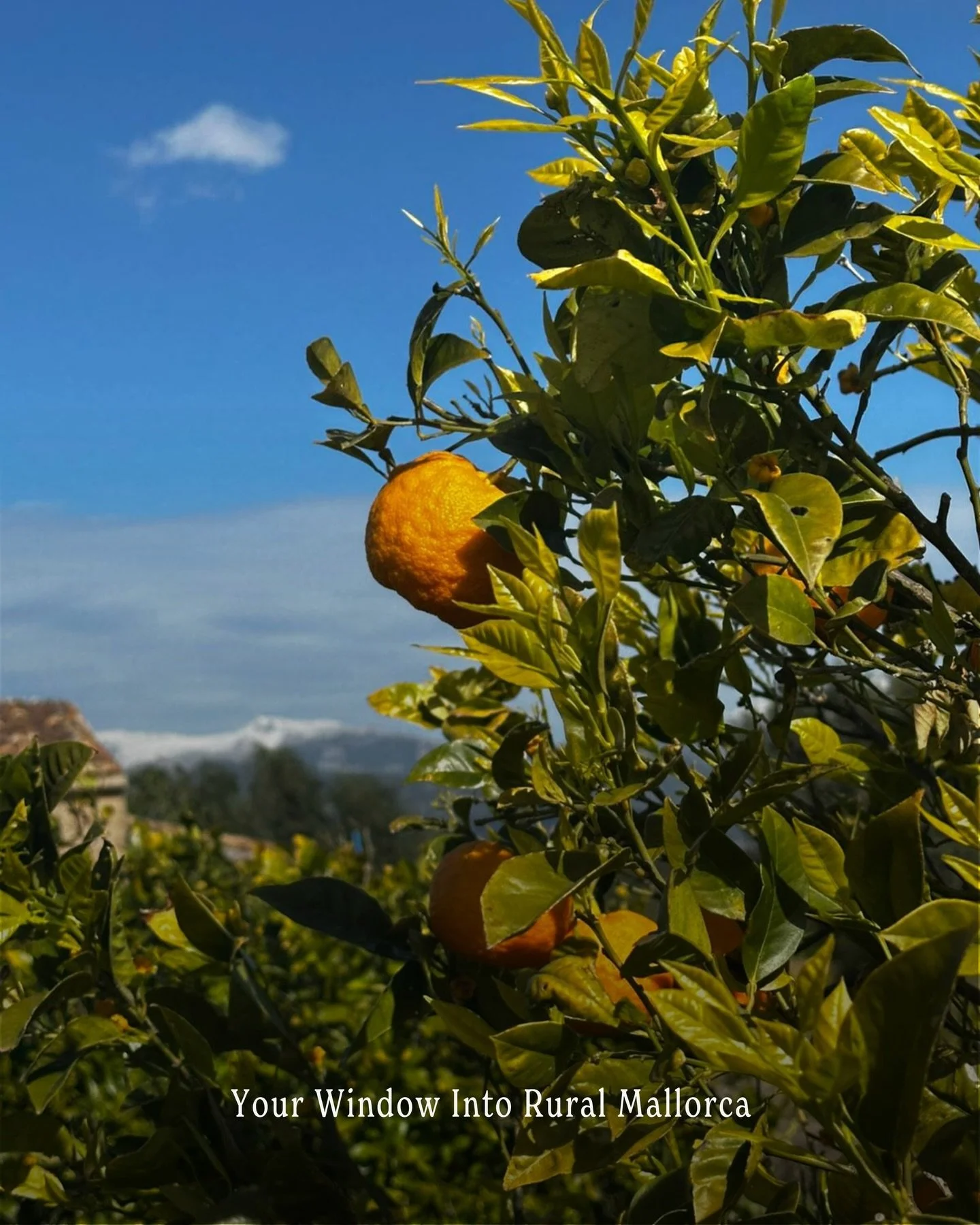 March on April! We&rsquo;re ready for the spring 🌸

A rare view, especially at the turn of the season - the snow resting on the peaks of the Serra de Tramuntana, while we&rsquo;re picking the last of the bitter oranges.

From orchard to glass 🍊