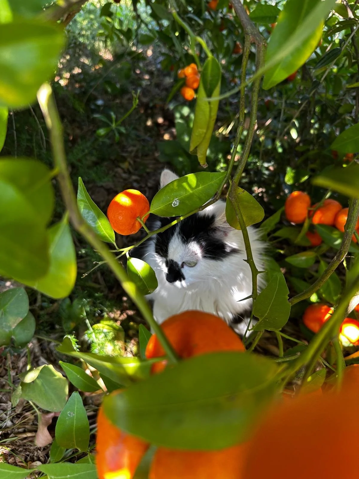 Picked by hand and set in small batches, our confitura de mandarina is one of our favourite pleasures of the farm.

A spoonful on toast, stirred through yogurt, alongside sheep&rsquo;s cheese at the end of a long lunch.

Join us on Fridays for a Farm