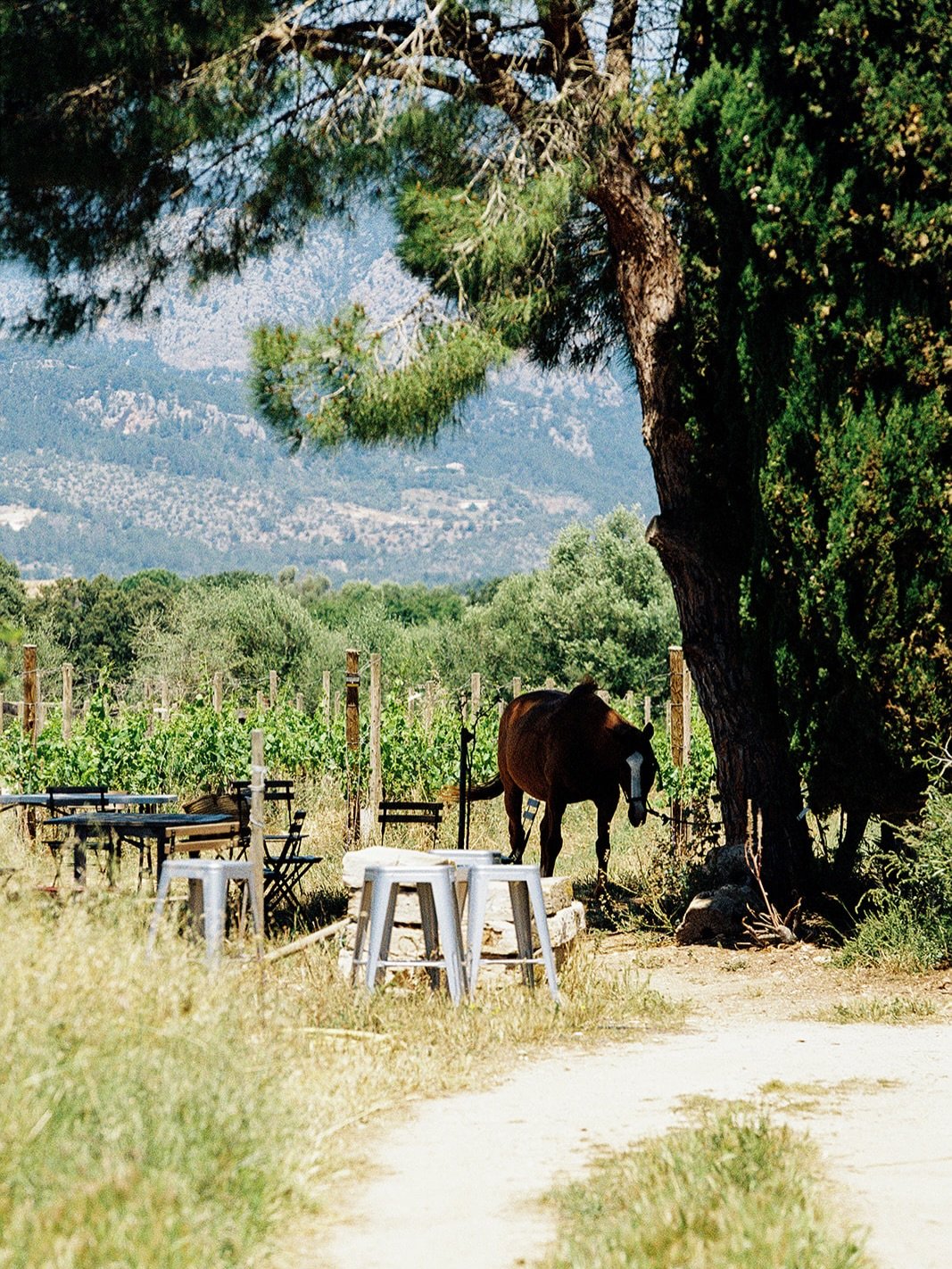 Come find us where the mountains meet the plains - it&rsquo;s hot, but there&rsquo;s a breeze, and honestly the farm&rsquo;s looking lovely.

🍊 Fridays, we throw open the gates for a farm tour &amp; tasting for those who seek a more intimate rural e