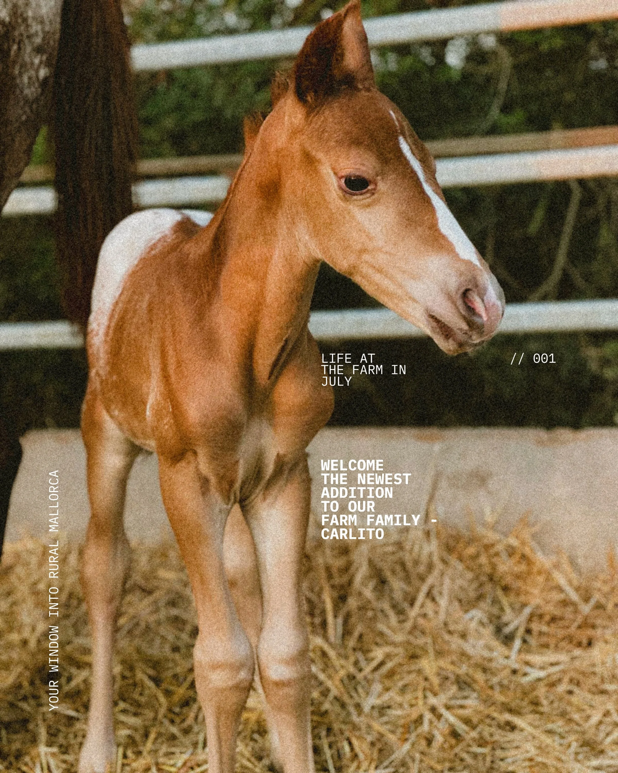 Welcome Carlito, the newest addition to our growing farm family! 🐎💙