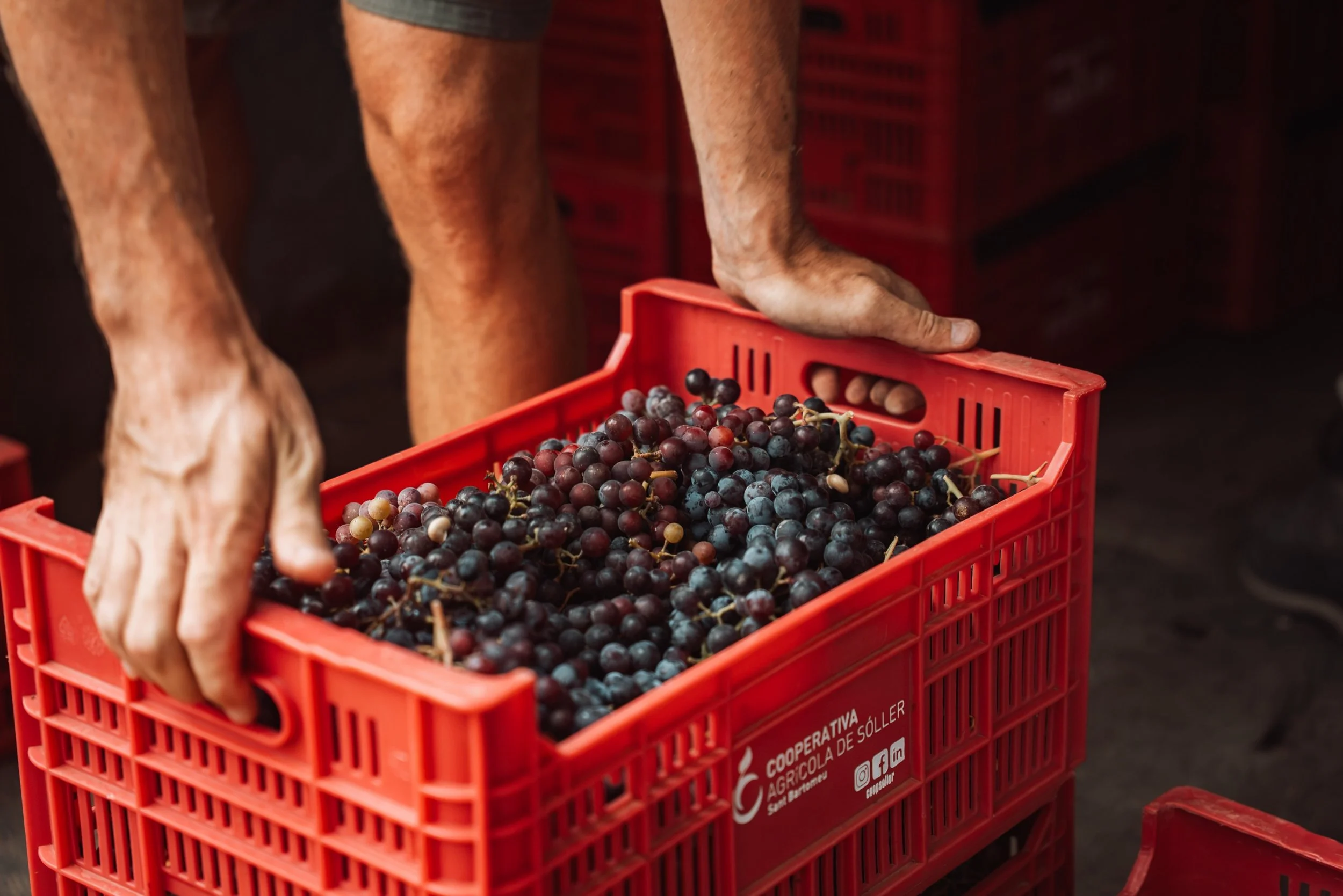 That&rsquo;s a wrap on this year&rsquo;s harvest 🍇

To everyone who rolled up their sleeves and joined us in the vines at sunrise - thank you. What takes weeks of hard work felt like a celebration with you by our side.

The next vintage is officiall