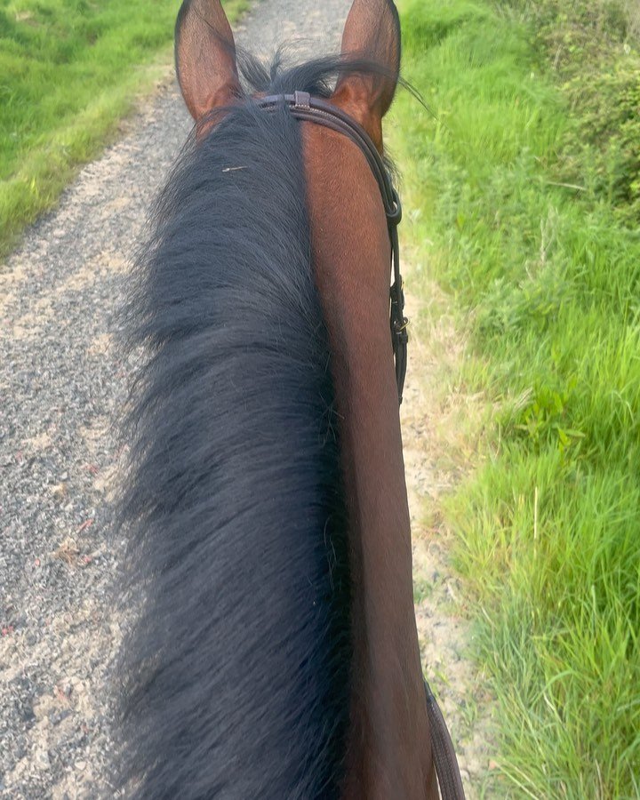 The Gallops will be open again on the website on the 25th of May! 🎉