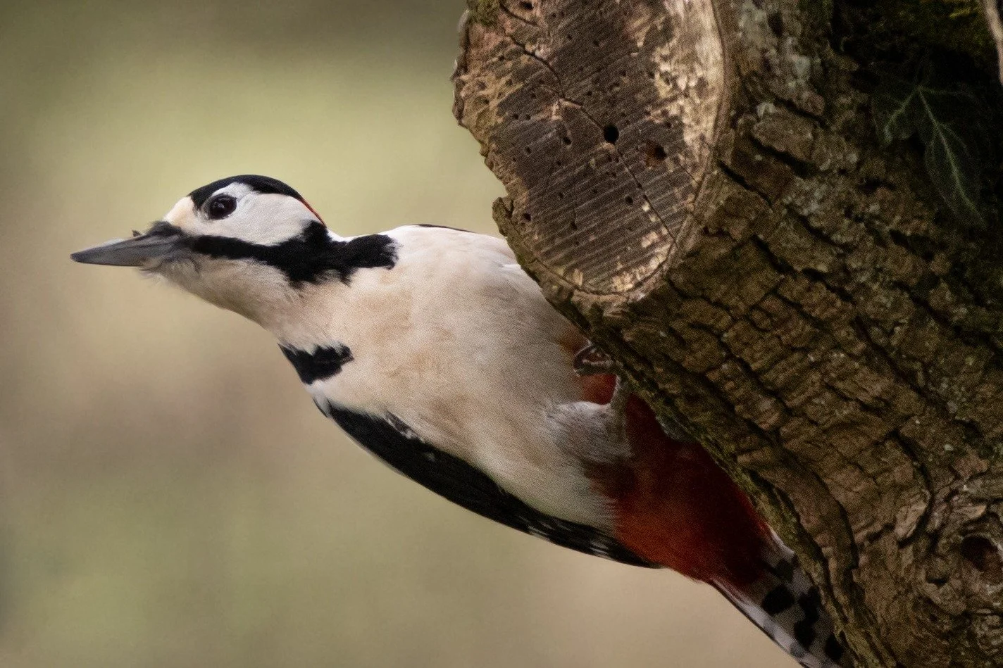 WhatsApp Image 2024-05-13 at 20.41.47.jpeg