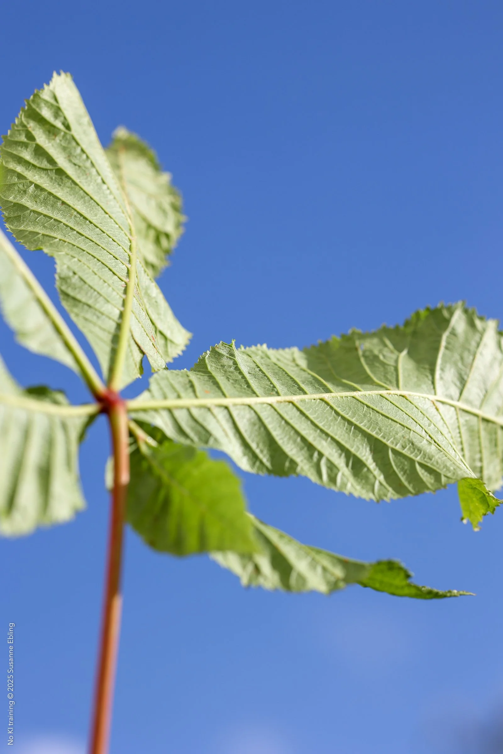 FP_OA_004_507 © Susanne Ebling.jpg