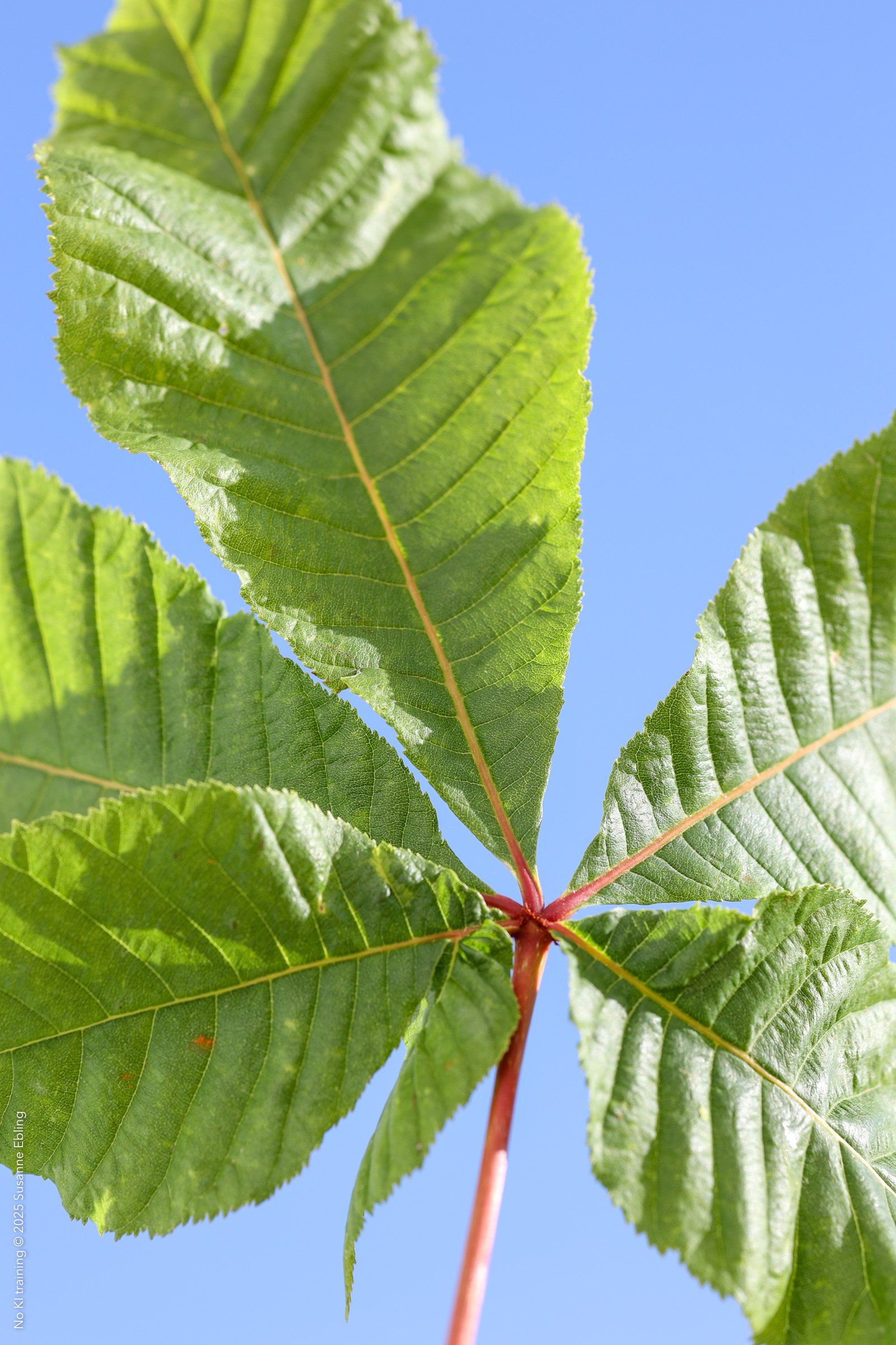 FP_OA_006_507 © Susanne Ebling.jpg