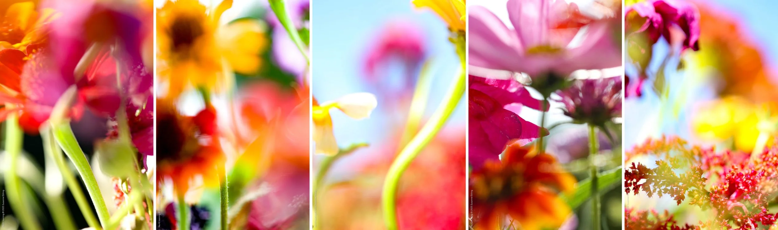 Farben pflücken |  Serie PFP  | Edition 2024