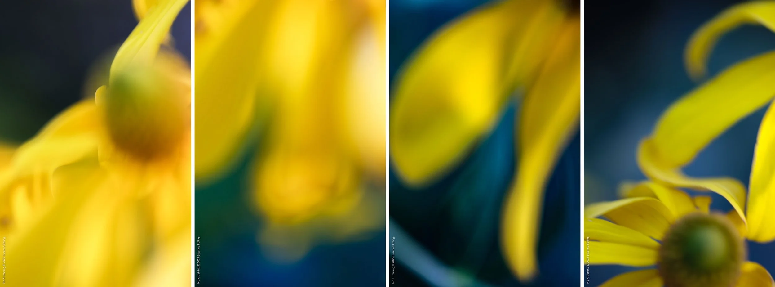 Farben pflücken |  Serie GFP  | Edition 2024