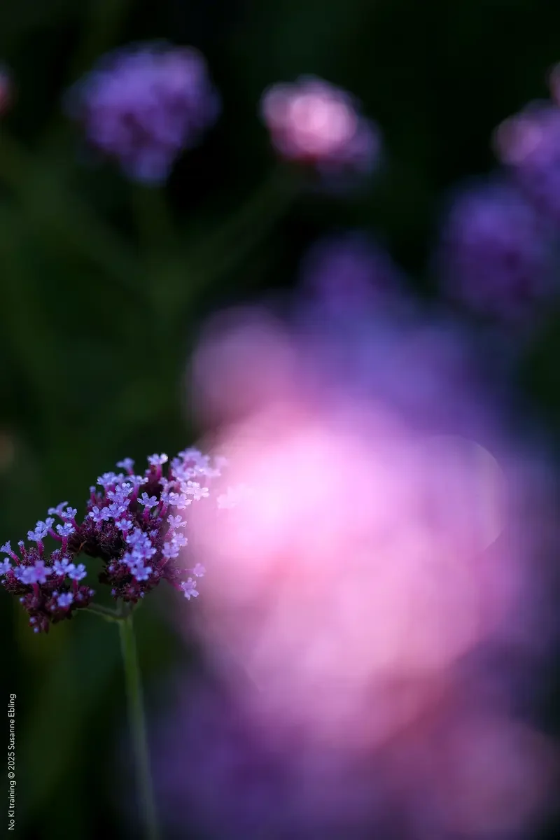 FP-010-24.webp