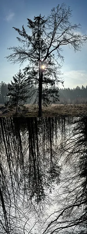 FL-036-25.webp