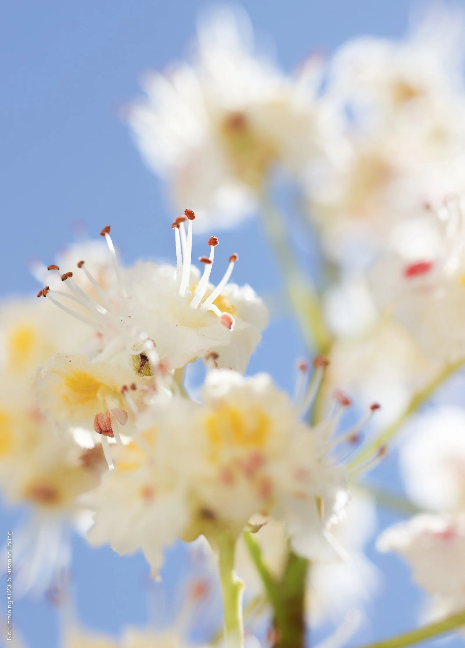 FP_OA_007_507 © Susanne Ebling.jpg