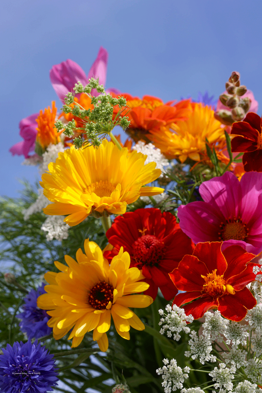 Farben pflücken |  Serie JFP  | Edition 2024