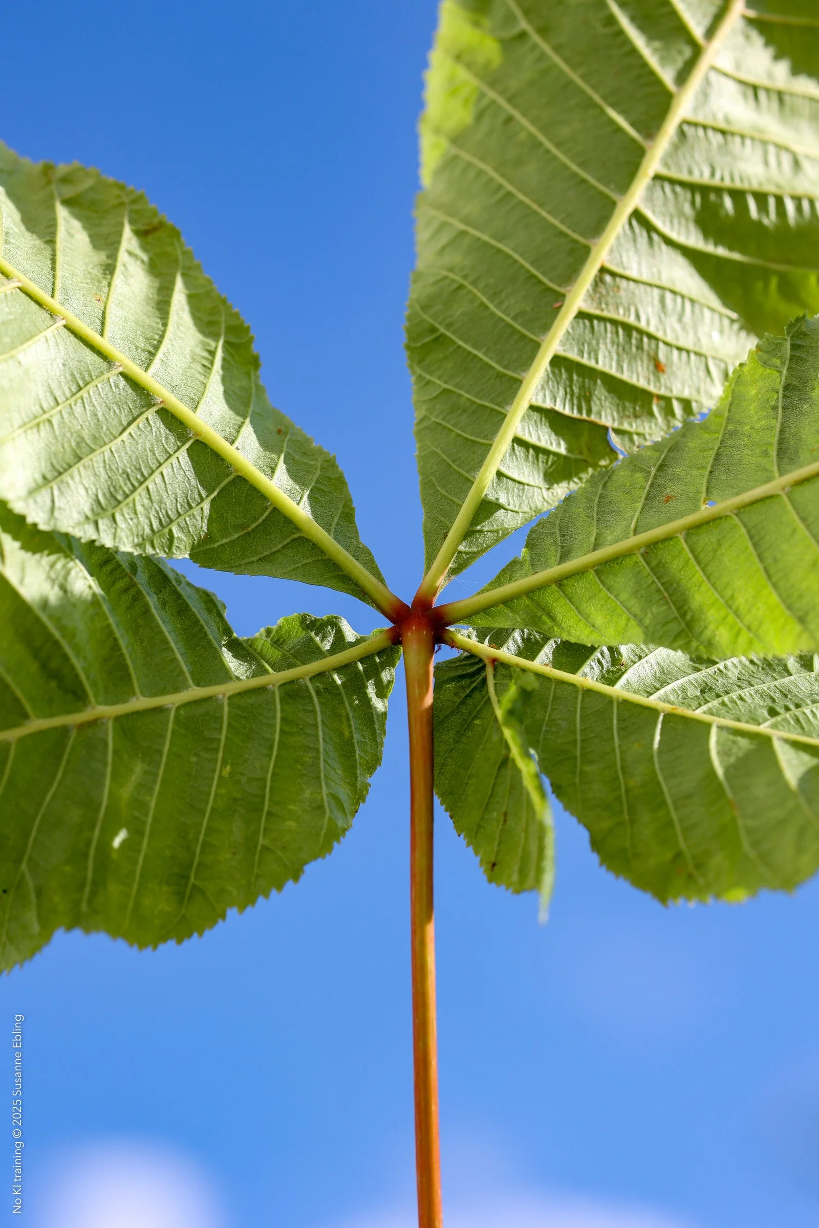 FP_OA_003_507 © Susanne Ebling.jpg