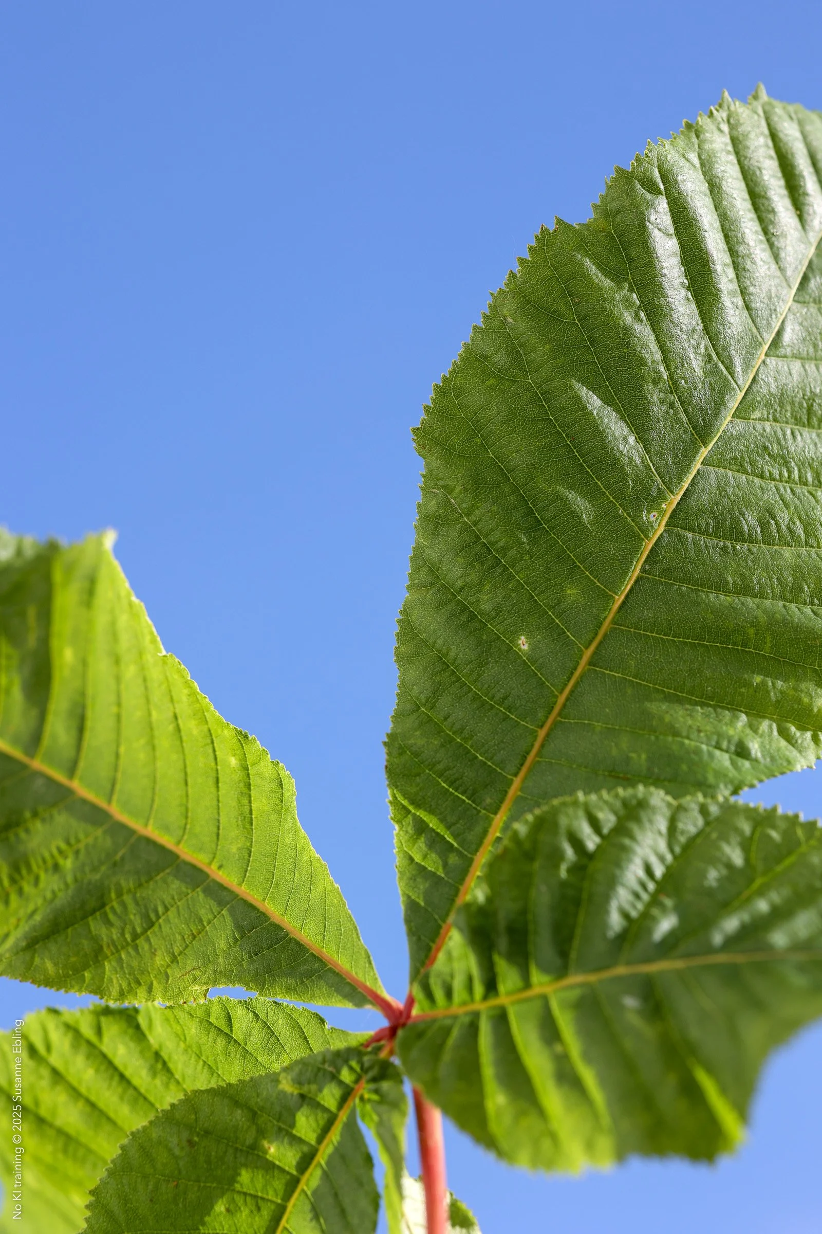 FP_OA_005_507 © Susanne Ebling.jpg