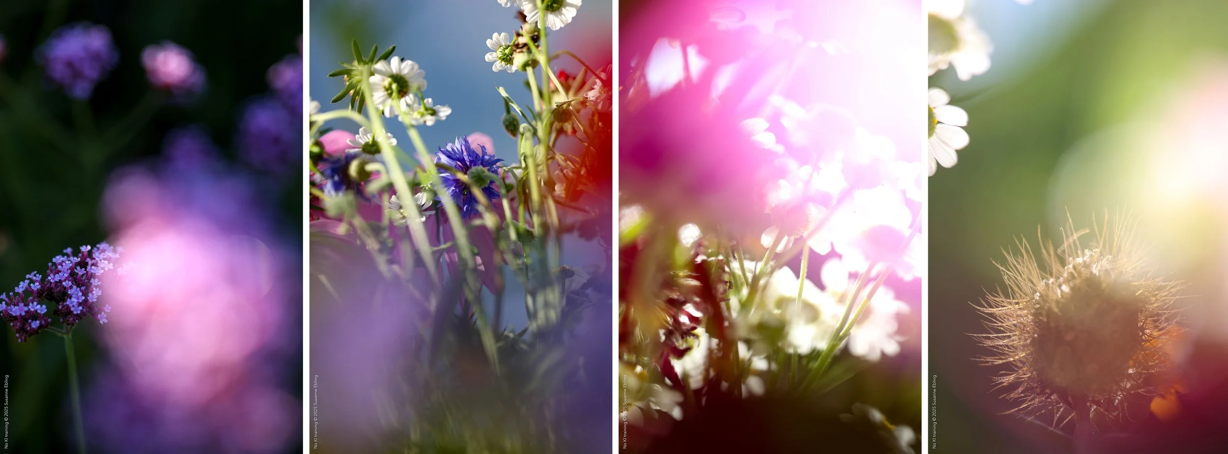 Farben pflücken |  Serie ZFP  | Edition 2024