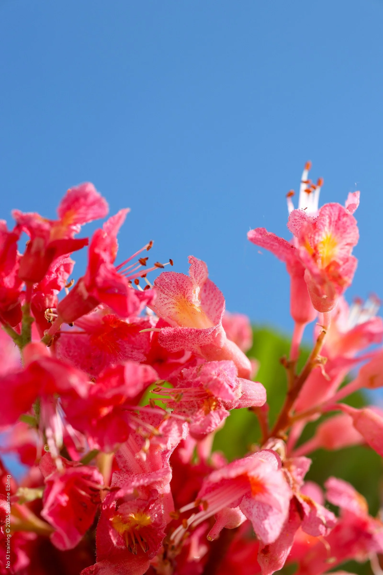 FP_OA_002_507 © Susanne Ebling.jpg