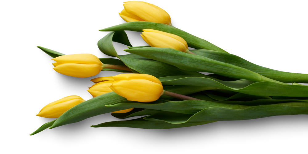 A bunch of yellow tulips with green leaves and stems arranged horizontally.