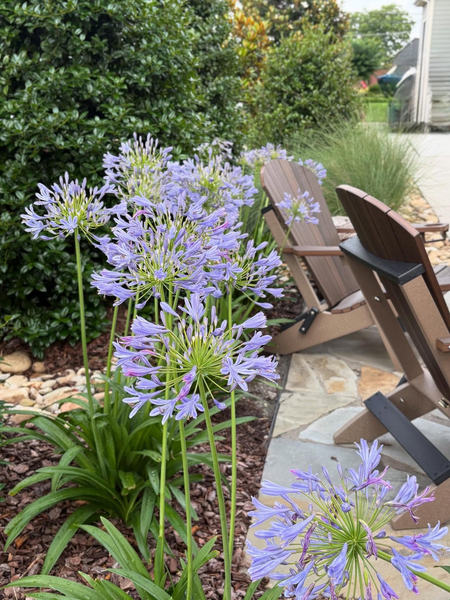Agapanthus appreciation post!

This sun-loving perennial is one of my favorites for poolsides, walkways, and patios. It holds on to its blooms longer than most perennials and is standing strong through these Georgia heavy summer rains. Bonus - once t