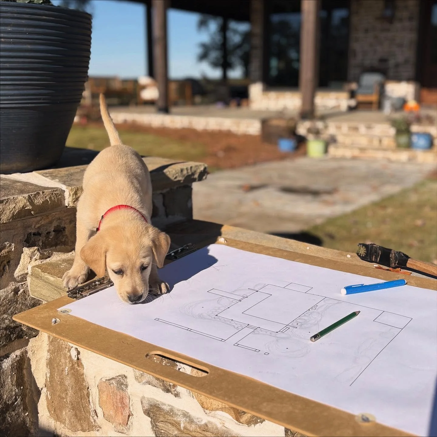 Introducing the newest member of the ACLD team, ✨Rosie✨ Not the most efficient team member, but definitely the cutest. #rosiethelab #designdog #rambleonrose
