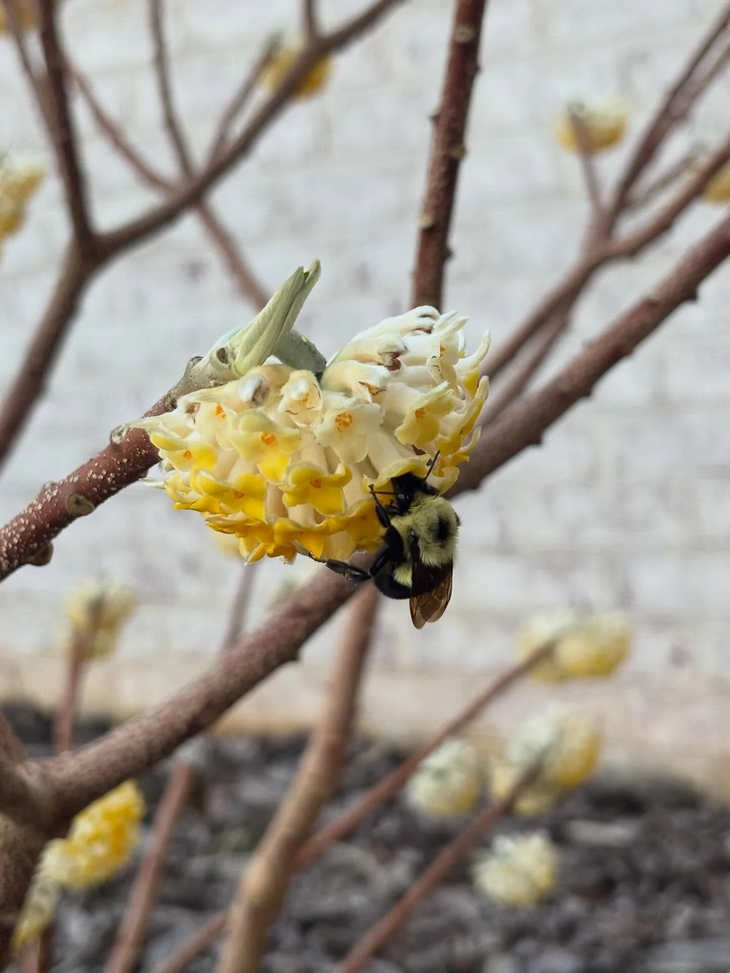 I asked one of my clients for picture updates and I cannot get over this one. This is Edgeworthia and it&rsquo;s one of my favorite Spring bloomed. It blooms on bare wood and smells amazing! 

I love this time of year in the garden - little glimmers 