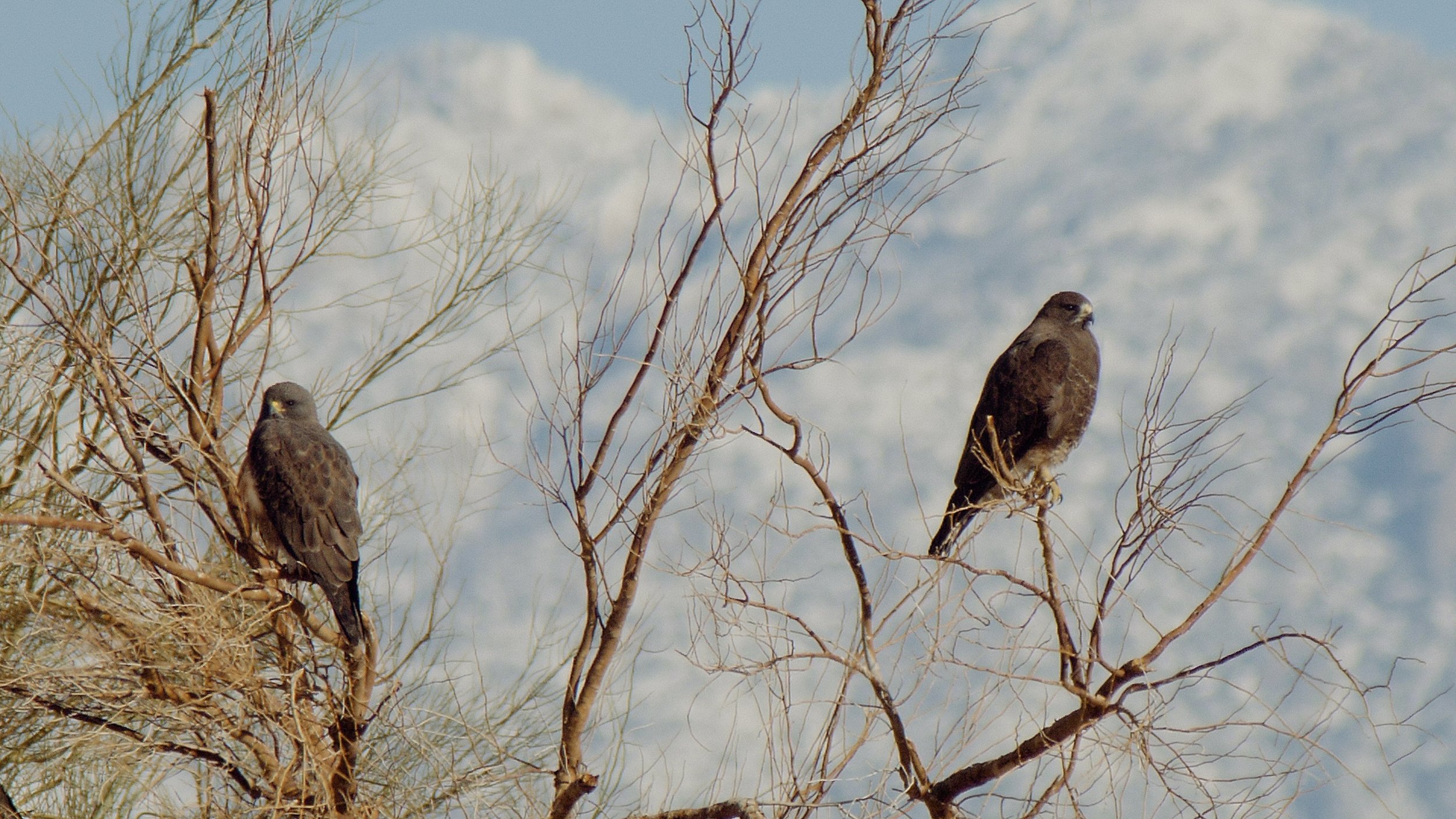 Jan 1, Borrego Springs, CA
