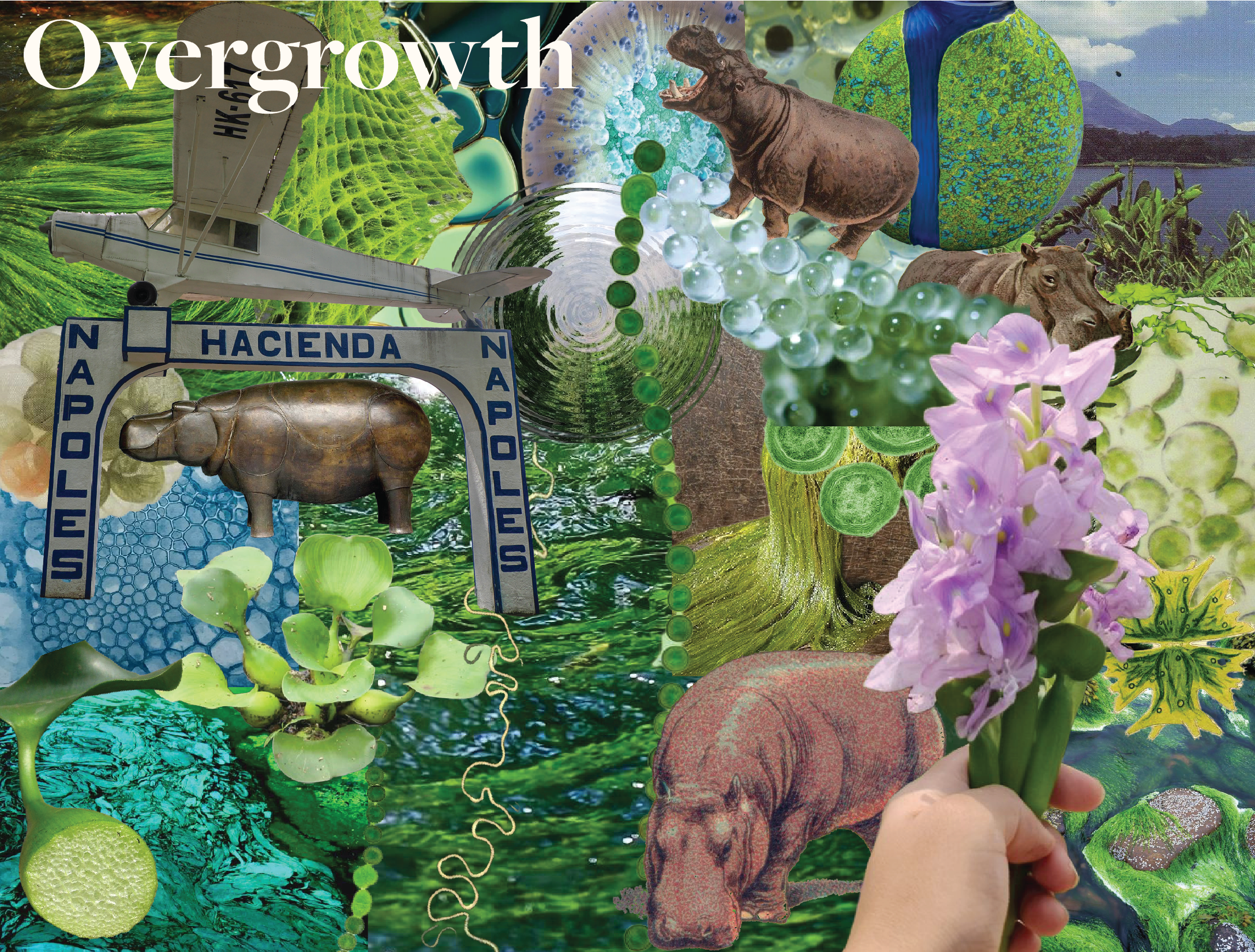 portfolio sized overgrowth-02.png