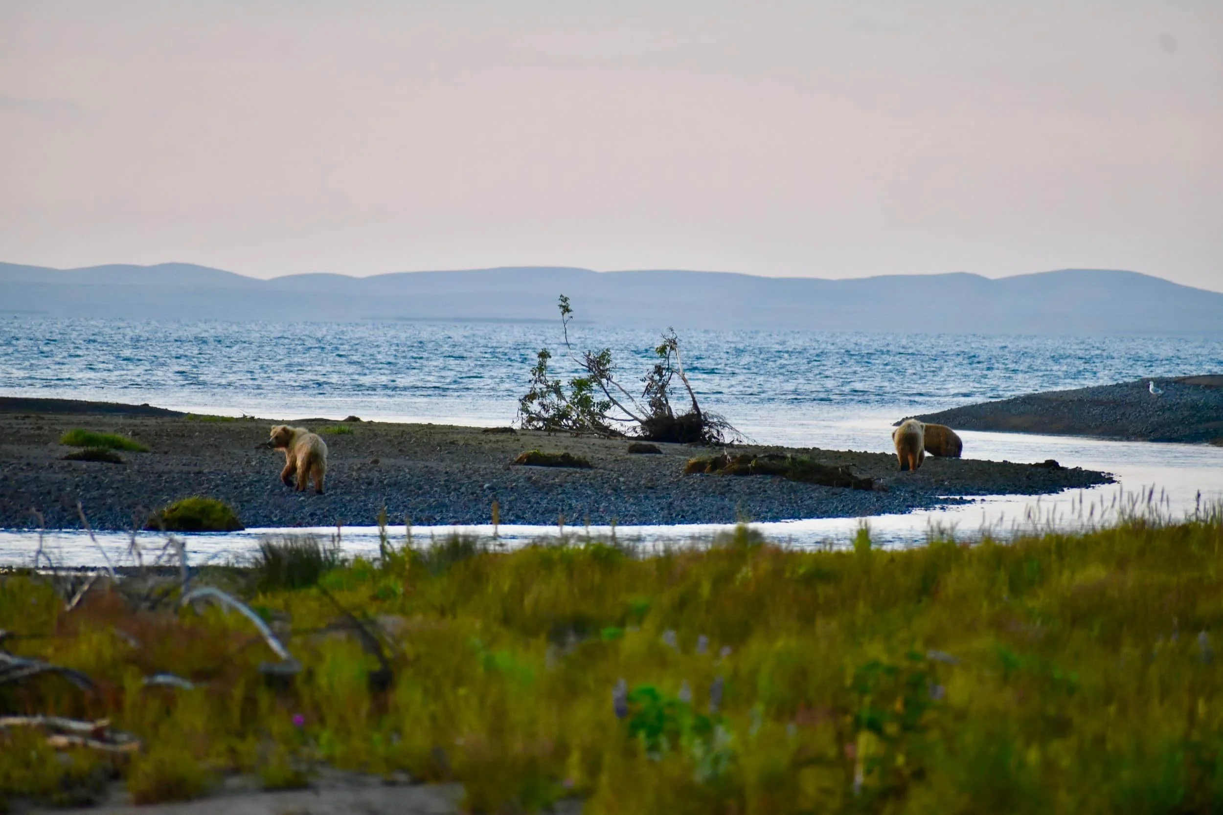 Two polar bears on a rocky beach near water, with a tree fallen over and distant mountains in the background.