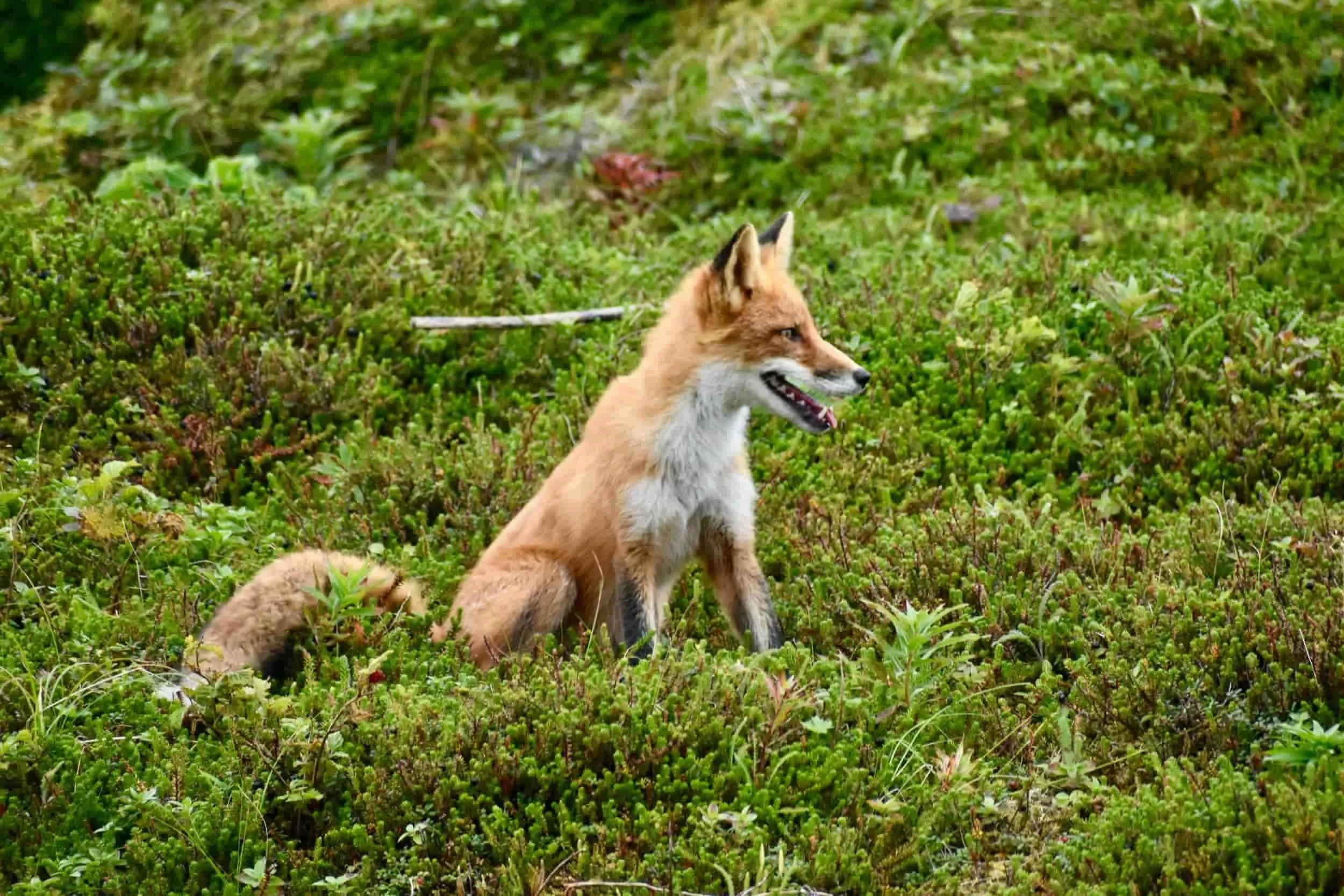 A red fox sitting in green shrubbery with its mouth slightly open.