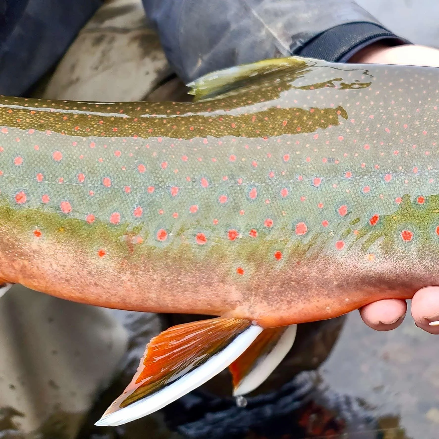 salmon caught during guided fishing adventure