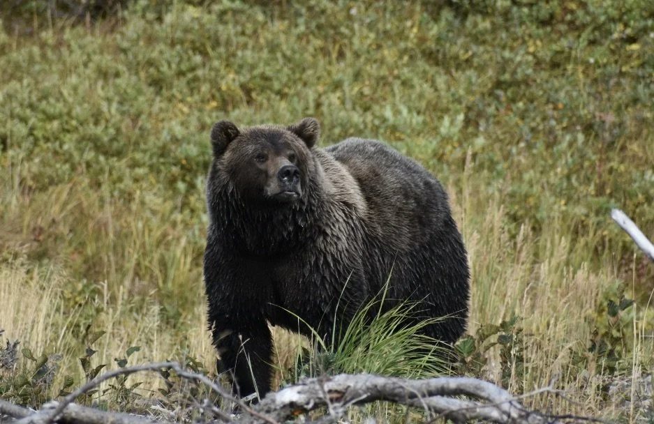 A large brown bear standing in a grassy field surrounded by trees.
