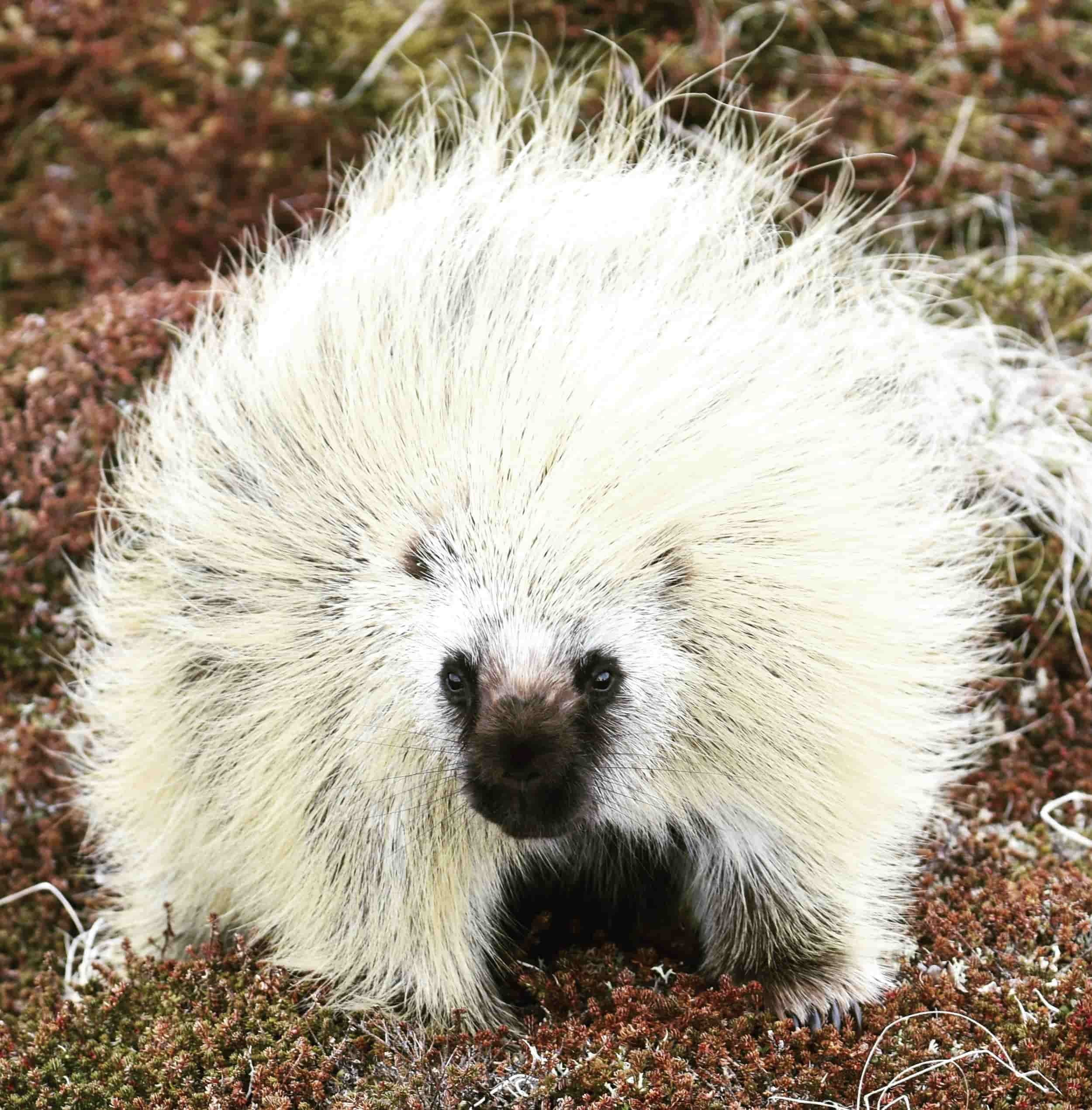 A close-up of a fuzzy white opossum with black eyes and a dark nose, standing on reddish-brown ground cover.