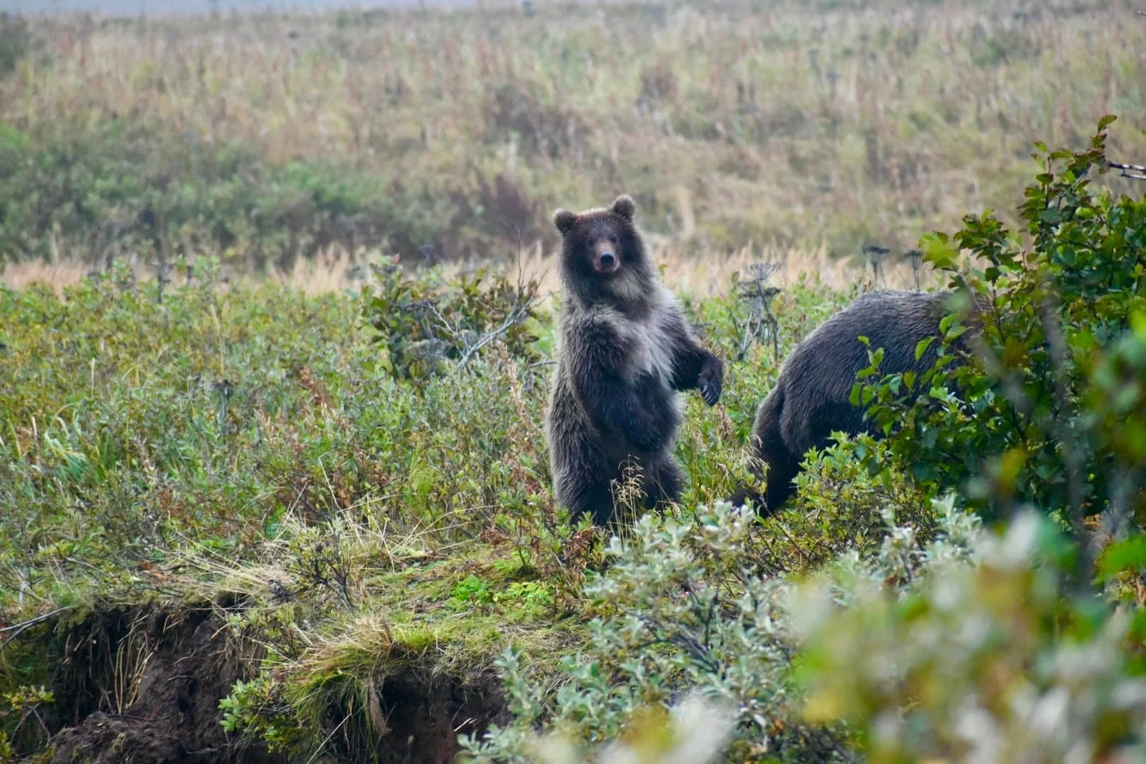 A bear standing on its hind legs in a grassy, shrub-covered area with two bears nearby in the background.