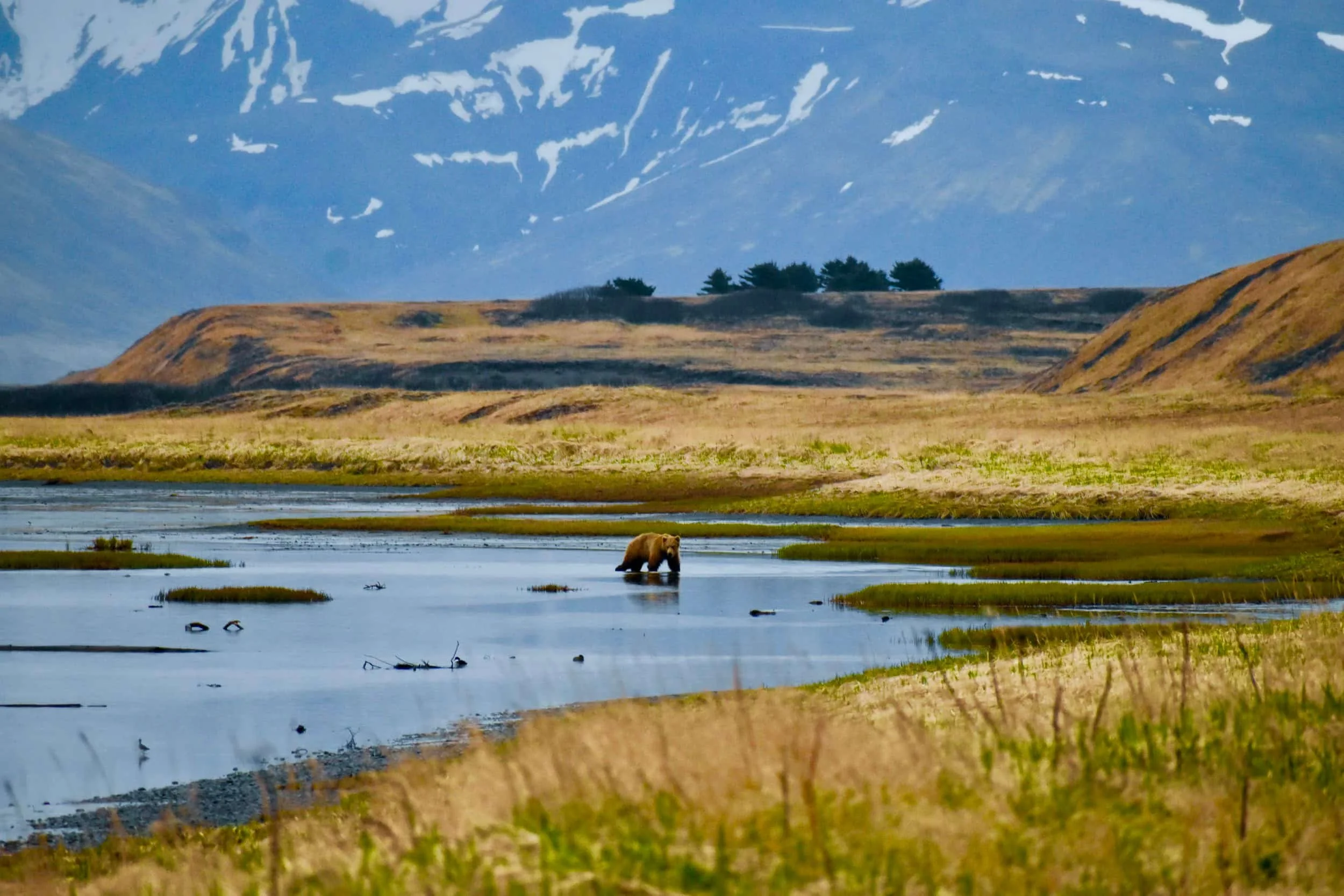 A bear standing in a shallow body of water in a wide, open landscape with mountains in the background and grassy terrain.