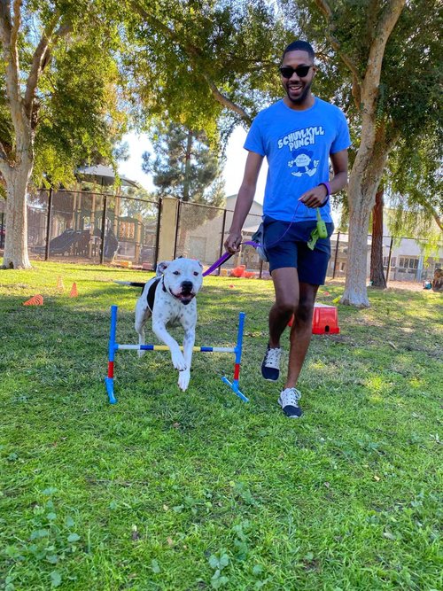 group-training-classes-for-dogs-at-larpbo-contact-us