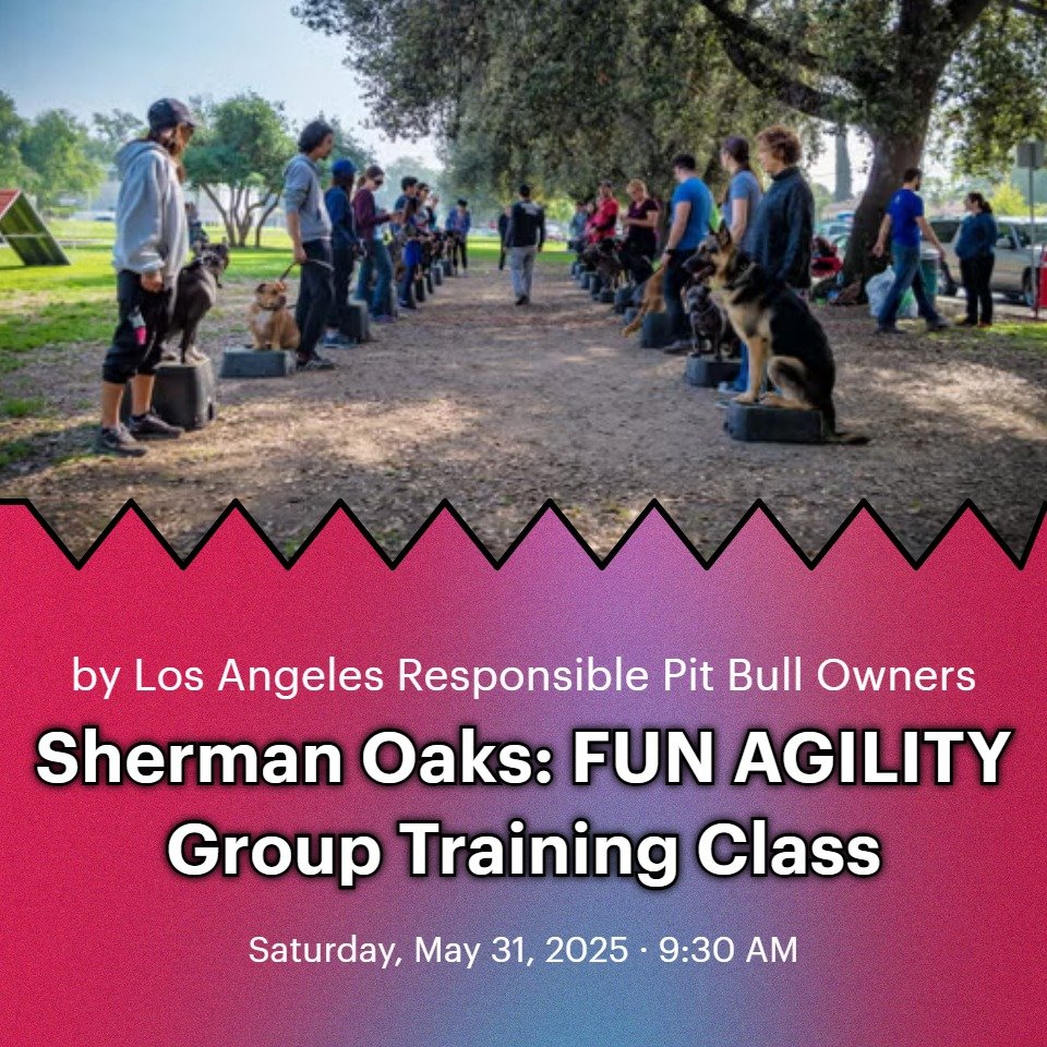 Time to change things up and have a little fun. Put those handling skills to the test and build some confidence in your canine companion.
Can't be all work and no play. Sharing a fun activity with your dog is crucial to your relationship and helps s