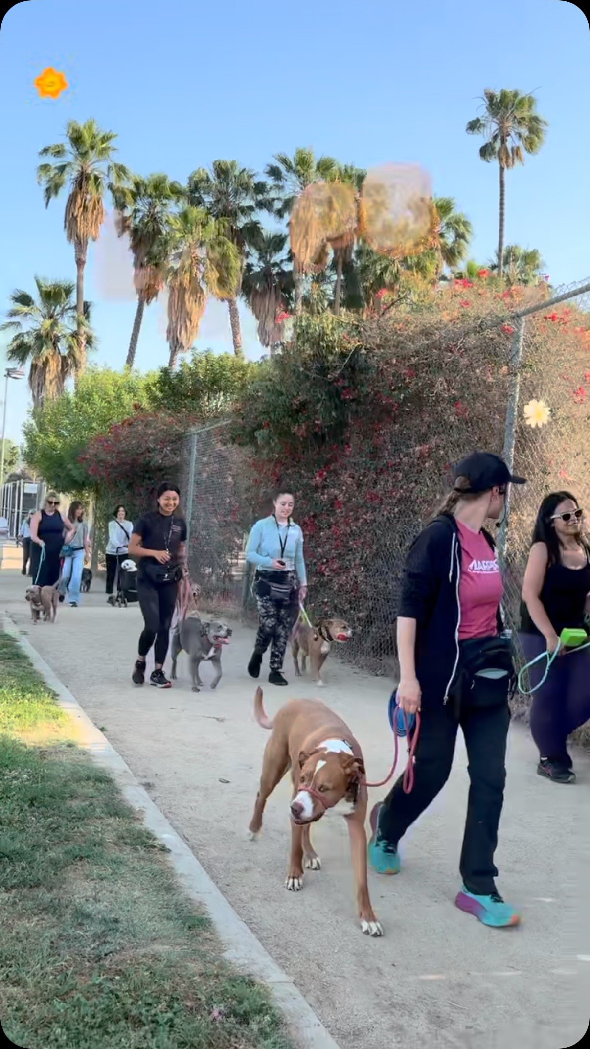 Join us this Thursday in Sherman Oaks for our bi-weekly pack walk led by @astrolittherocket. This isn’t just a walk, it’s a chance to help your dog practice calm confidence in a stimulating environment.
By working through real-life situat