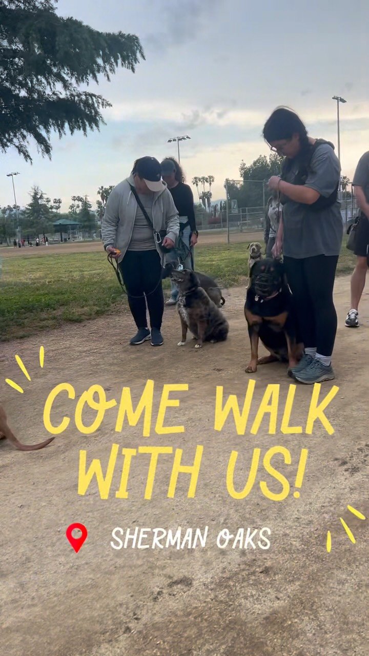 Have you been wanting to join a pack walk but unsure where to start? If you’re near Sherman Oaks or NoHo, Thursdays are your day. We alternate locations each week, creating space for dogs and handlers to grow in real world environments with the
