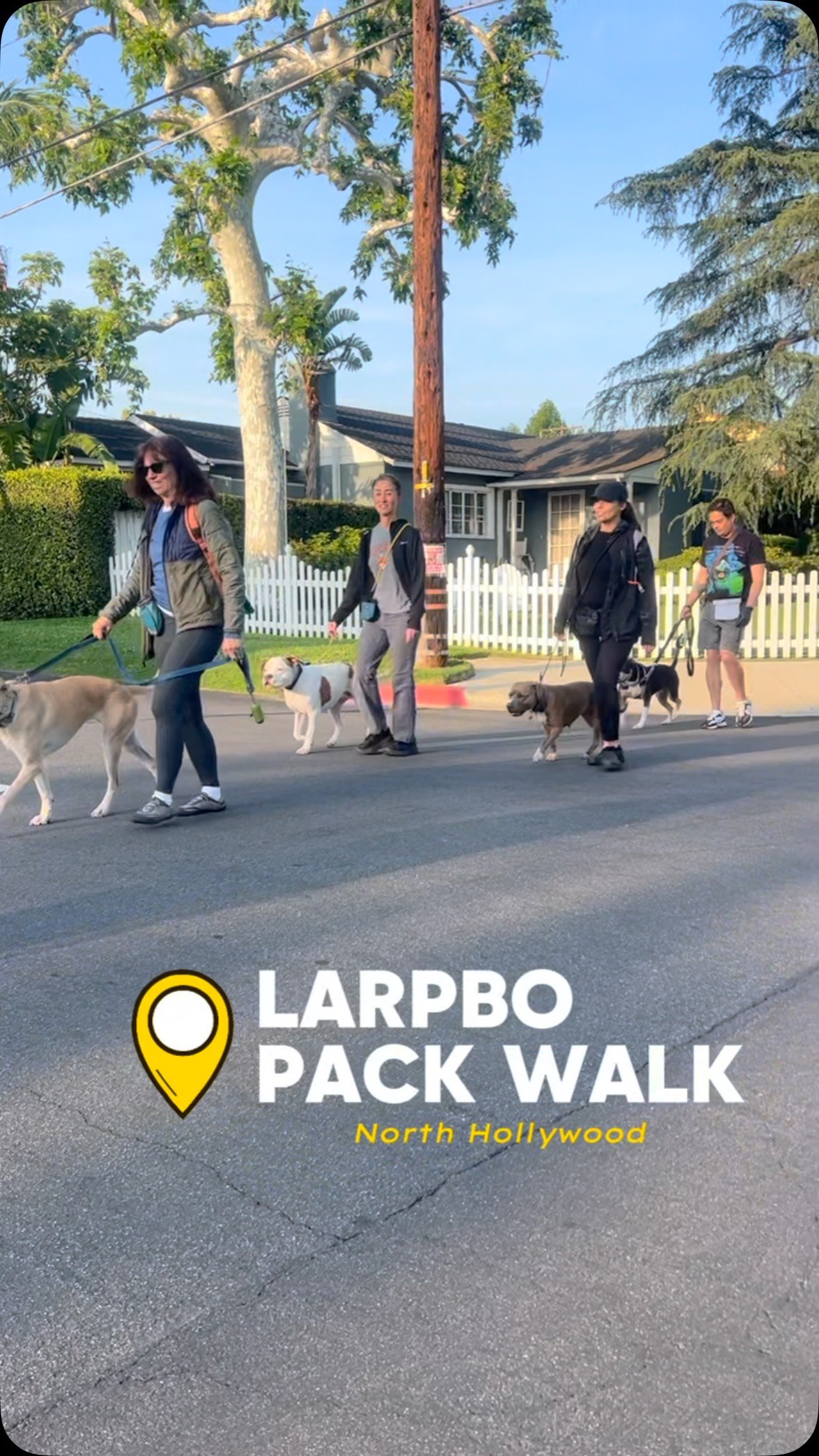 NoHo Pack Walk: where your dog gets to practice calm amidst chaos, from joggers and scooters to surprise chickens. Join our crew as we explore the wild (and weird) sides of city life, one leash at a time.
#larpbo #larpbocommunity #packwalk #dogtrain