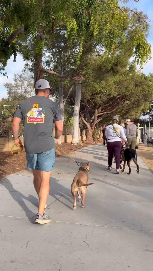 If you’ve ever felt overwhelmed during a walk with your dog, especially when reactivity kicks in, you’re not alone. What doesn’t often get captured on camera are those very real moments: the barking, the lunging, the split second wh