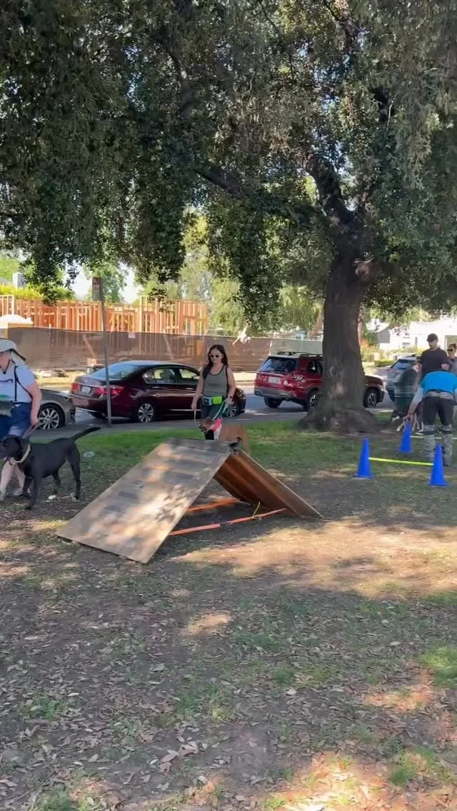 Agility is back this weekend and our canine critics are ready. Come run the course, build confidence, and maybe earn a 10/10 from your dog (no promises). From teeter totters to tires, each obstacle will be thoroughly judged…by the ones jumping