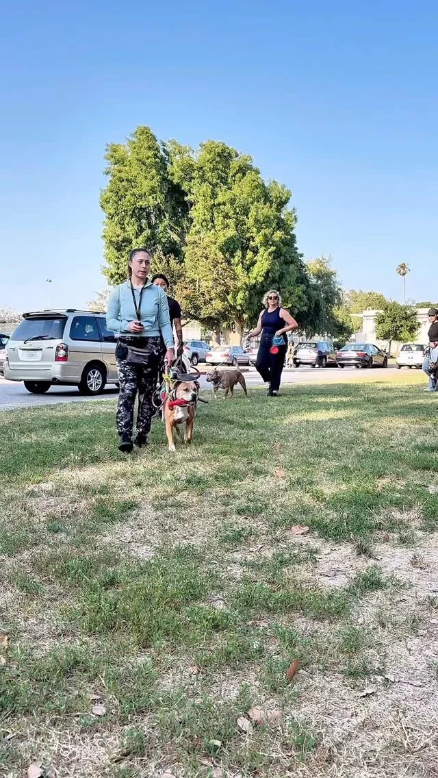 Meet Trainer Kim! Kim teaches our Intro series and leads Tuesday pack walks in Santa Monica.
Checkout the LARPBO Meetup link if you’re interested in joining the Tuesday pack walks!
#larpbo #dogtrainer #dogtraining #dogreactivity #losangeles #