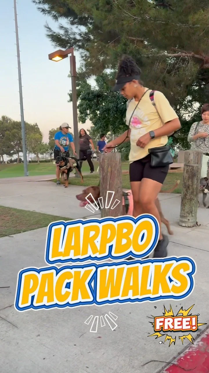Different locations, same purpose: dogs and people moving forward together. Pack walks are about community, support, and a space to just be.
Checkout @larpbo’s Meetup link for the posted pack walks!
#larpbo #packwalk #dogtraining #dogreacti