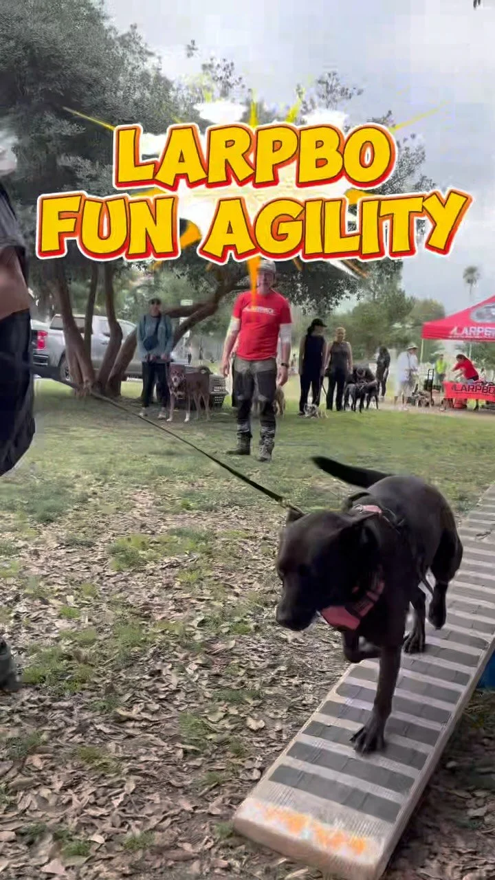 Fun Agility class is this Saturday, 9/27 at Sherman Oaks Park! We have a few spots left so sign up now through our Meetup link, no experience needed!
#larpbo #agilitytraining #dogtraining #funagility #allbreedswelcome #shermanoaks #losangeles #larp