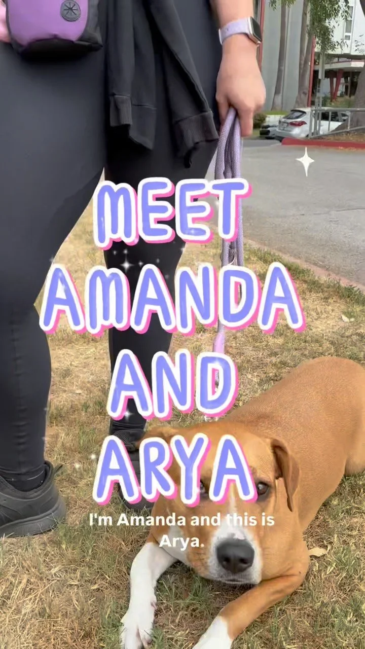 Kicking off our monthly member highlight with Amanda and Arya!
Meet Amanda and Arya and hear their journey with LARPBO. Read on to learn a little more about Arya from Amanda:
Arya, previously known as Appleby, is almost 5 years old and I’ve