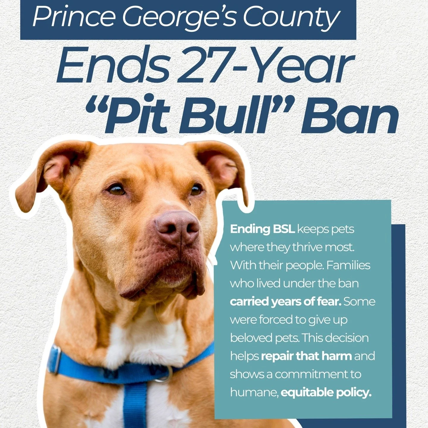 Key changes in the new law
Ban repealed: The decades-long ban is officially lifted, and pit bulls are no longer illegal in the county.
New permitting system: Owners must obtain a special permit for each pit bull they own.
Mandatory requirements: The 