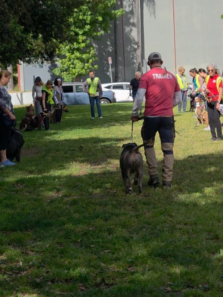 We are so proud of you, Petey!!!!

Petey has been fairly reactive to other dogs. Despite this challenge, Petey and his owner Chris have been showing up to LARPBO class regularly for years to keep working together and with our community.

Today, train