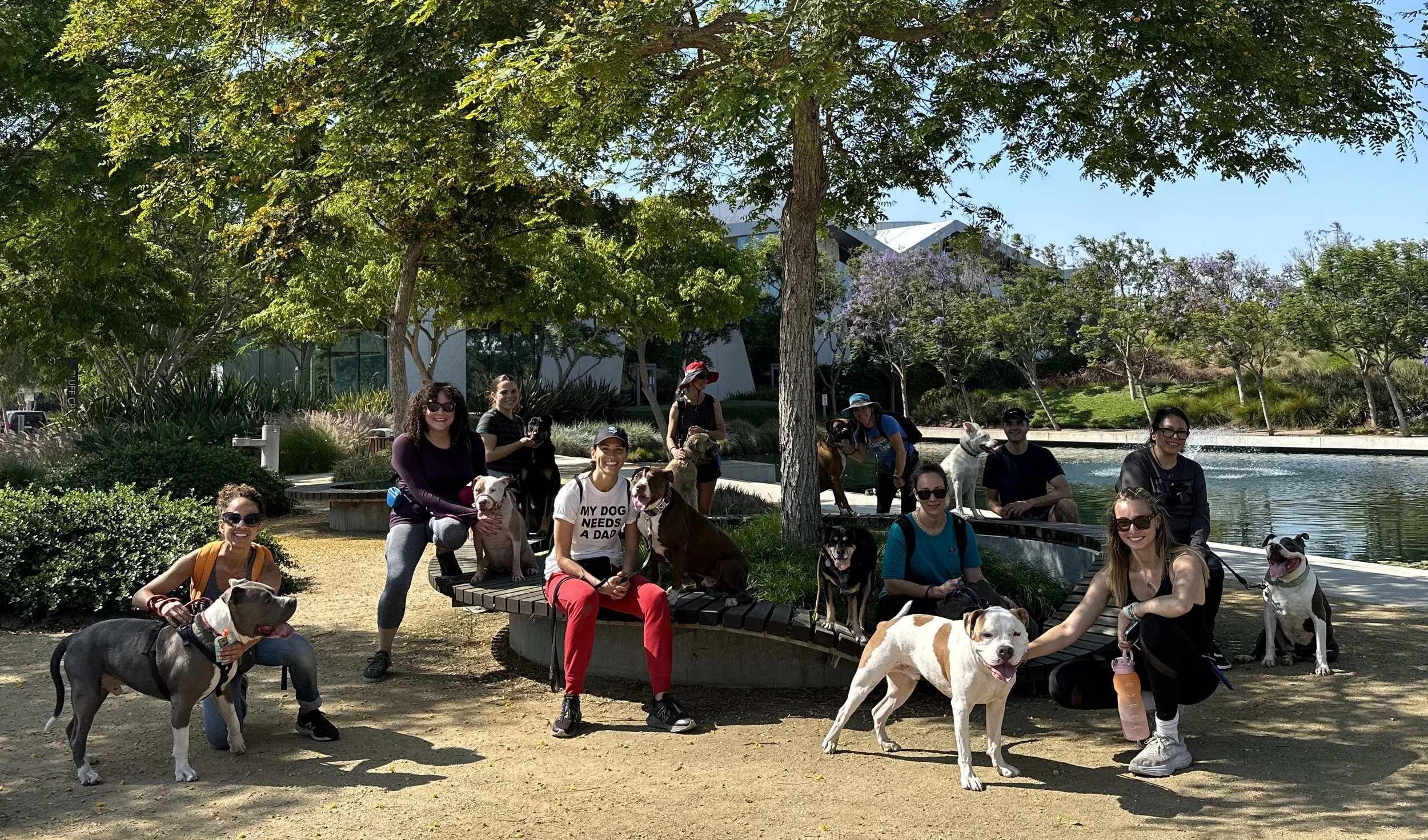 Pack Walk Community Dogs Pit Bulls