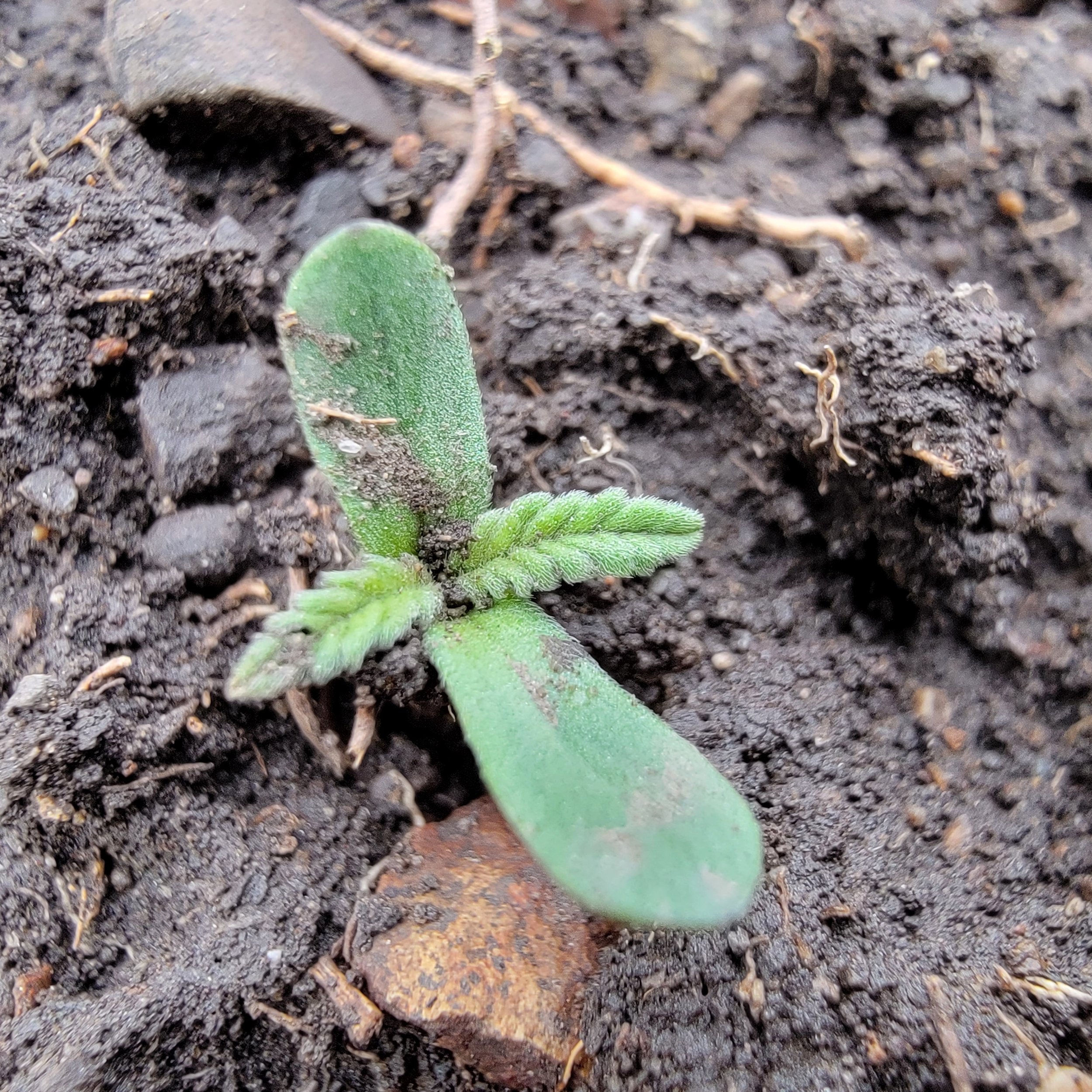 Seed-to-Plant Hemp Cultivation