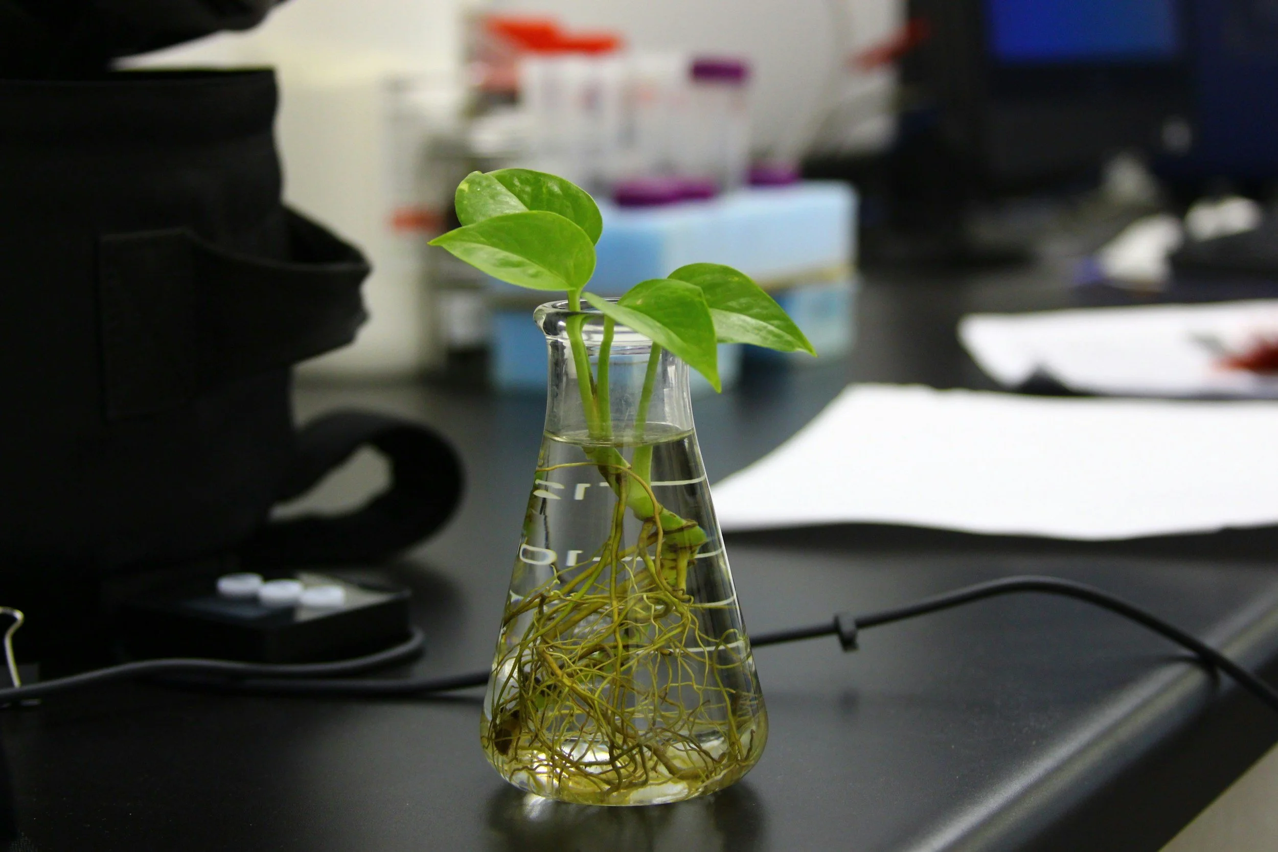 A small green plant with broad leaves growing in a glass beaker filled with water, showing roots submerged, placed on a laboratory bench.